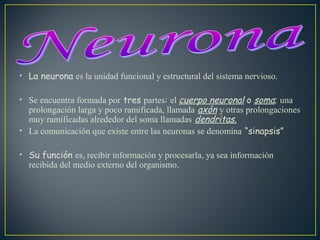 • La neurona es la unidad funcional y estructural del sistema nervioso.
• Se encuentra formada por tres partes: el cuerpo neuronal o soma; una
prolongación larga y poco ramificada, llamada axón y otras prolongaciones
muy ramificadas alrededor del soma llamadas dendritas.
• La comunicación que existe entre las neuronas se denomina “sinapsis”
• Su función es, recibir información y procesarla, ya sea información
recibida del medio externo del organismo.

 