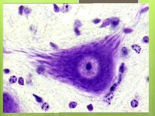 Neuroglia
comprenden el 90% de las células que hacen el
sistema nervioso.
FUNCIONES:
 Forman la vaina de mielina que rode...