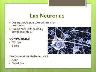Procesos neuronales
Una neurona típica tiene un solo axón y
múltiples dendritas originadas como procesos
desde el cuerpo c...