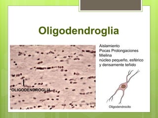 Oligodendroglia
OLIGODENDROGLIA
Aislamiento
Pocas Prolongaciones
Mielina
núcleo pequeño, esférico
y densamente teñido
 