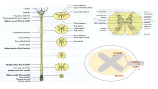 SENSORI
AL
GANGLI
O
ESPINA
L
MOTORA
 