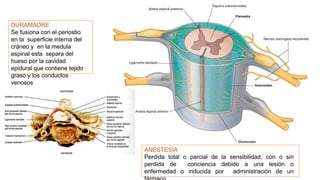 DURAMADRE
Se fusiona con el periostio
en la superficie interna del
cráneo y en la medula
espinal esta separa del
hueso por la cavidad
epidural que contiene tejido
graso y los conductos
venosos
ANESTESIA
Perdida total o parcial de la sensibilidad, con o sin
perdida de conciencia debido a una lesión o
enfermedad o inducida por administración de un
 