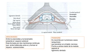 ARACNOIDES
Entre la aracnoides y la duramadre
presenta el espacio subdural
Esta formada por dos membranas continuas
que emite trabéculas entre si y forman el
espacio subaracnoideo
PIAMADRE
Es recorrida por numerosos vasos
sanguíneos
que penetran en el tejido nervioso
Forma a ambos lados de la medula
espinal el
ligamento dentado
 