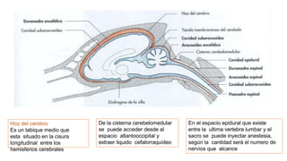 De la cisterna cerebelomedular
se puede acceder desde al
espacio atlantooccipital y
extraer liquido cefalorraquídeo
En el espacio epidural que existe
entre la ultima vertebra lumbar y el
sacro se puede inyectar anestesia,
según la cantidad será el numero de
nervios que alcance
Hoz del cerebro
Es un tabique medio que
esta situado en la cisura
longitudinal entre los
hemisferios cerebrales
 