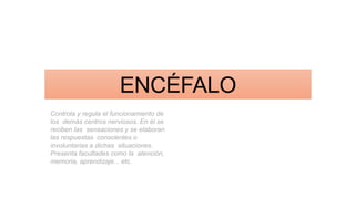 ENCÉFALO
Controla y regula el funcionamiento de
los demás centros nerviosos. En él se
reciben las sensaciones y se elaboran
las respuestas conscientes o
involuntarias a dichas situaciones.
Presenta facultades como la atención,
memoria, aprendizaje... etc.
 