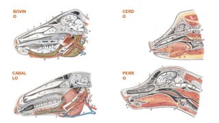 BOVIN
O
CERD
O
CABAL
LO
PERR
O
 