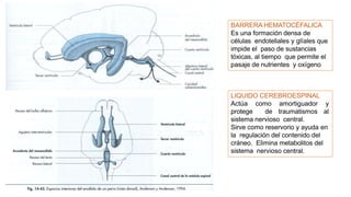 BARRERA HEMATOCÉFALICA
Es una formación densa de
células endoteliales y glíales que
impide el paso de sustancias
tóxicas, al tiempo que permite el
pasaje de nutrientes y oxígeno
LIQUIDO CEREBROESPINAL
Actúa como amortiguador y
protege de traumatismos al
sistema nervioso central.
Sirve como reservorio y ayuda en
la regulación del contenido del
cráneo. Elimina metabolitos del
sistema nervioso central.
 