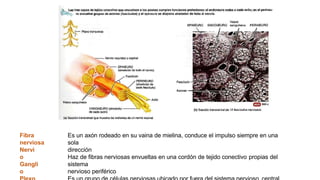 Fibra
nerviosa
Es un axón rodeado en su vaina de mielina, conduce el impulso siempre en una
sola
dirección
Haz de fibras nerviosas envueltas en una cordón de tejido conectivo propias del
sistema
nervioso periférico
Nervi
o
Gangli
o
 