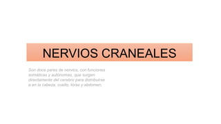 NERVIOS CRANEALES
Son doce pares de nervios, con funciones
somáticas y autónomas, que surgen
directamente del cerebro para distribuirse
a en la cabeza, cuello, tórax y abdomen.
 