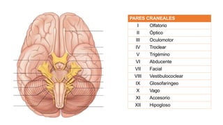 PARES CRANEALES
I Olfatorio
II Óptico
III Oculomotor
IV Troclear
V Trigémino
VI Abducente
VII Facial
VIII Vestibulococlear
IX Glosofaríngeo
X Vago
XI Accesorio
XII Hipogloso
 