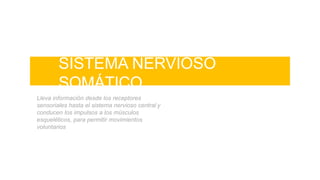 SISTEMA NERVIOSO
SOMÁTICO
Lleva información desde los receptores
sensoriales hasta el sistema nervioso central y
conducen los impulsos a los músculos
esqueléticos, para permitir movimientos
voluntarios
 