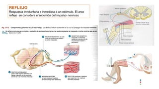 REFLEJO
Respuesta involuntaria e inmediata a un estimulo. El arco
reflejo se considera el recorrido del impulso nervioso
 