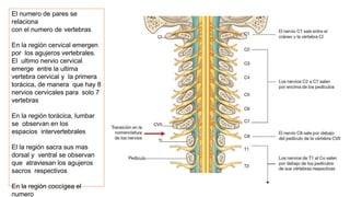 El numero de pares se
relaciona
con el numero de vertebras
En la región cervical emergen
por los agujeros vertebrales.
El ultimo nervio cervical
emerge entre la ultima
vertebra cervical y la primera
torácica, de manera que hay 8
nervios cervicales para solo 7
vertebras
En la región torácica, lumbar
se observan en los
espacios intervertebrales
El la región sacra sus mas
dorsal y ventral se observan
que atraviesan los agujeros
sacros respectivos
En la región coccígea el
numero
 