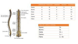 CERVICALES TORÁCICAS LUMBARES SACROS COCCÍGEOS
Equino 8 18 6 5 5
Bovino 8 13 6 5 5-7
Ovino 8 13 7 4 5-6
Suino 8 15 6 4 6
Canino 8 13 7 3 4-7
Felino 8 13 7 3 7-9
FINAL DE LA MEDULA ESPINAL
Equino S2
Bovino S1
Cerdo S1- 2
Canino L6 - 7
Felino L7 –S3
 
