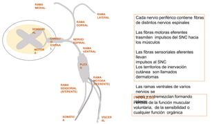 GANGLI
O
ESPINA
L
SENSORI
AL
MOTOR
A
NERVIO
ESPINAL
RAMA
DORSAL
RAMA
VENTRAL
PLEX
O
RAMA
SENSORIAL
(AFERENTE)
RAMA
MOTORA
(EFERENTE)
SOMÁTIC
A
VISCER
AL
RAMA
MEDIAL
RAMA
LATERAL Cada nervio periférico contiene fibras
de distintos nervios espinales
Las fibras motoras eferentes
trasmiten impulsos del SNC hacia
los músculos
Las fibras sensoriales aferentes
llevan
impulsos al SNC
Los territorios de inervación
cutánea son llamados
dermatomas
Las ramas ventrales de varios
nervios se
unen y entremezclan formando
plexos
PARÁLISIS
Perdida de la función muscular
voluntaria, de la sensibilidad o
cualquier función orgánica
 