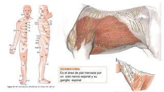 DERMATOMA
Es el área de piel inervada por
un solo nervio espinal y su
ganglio espinal
 