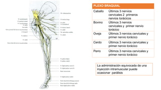 PLEXO BRAQUIAL
Caballo Últimos 3 nervios
cervicales 2 primeros
nervios torácicos
Bovino Últimos 3 nervios
cervicales y primer nervio
torácico
Oveja Últimos 3 nervios cervicales y
primer nervio torácico
Cerdo Últimos 3 nervios cervicales y
primer nervio torácico
Perro Últimos 3 nervios cervicales y
primer nervio torácico
La administración equivocada de una
inyección intramuscular puede
ocasionar parálisis
 