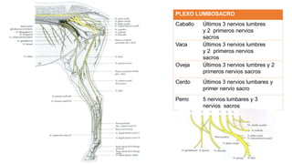 PLEXO LUMBOSACRO
Caballo Últimos 3 nervios lumbres
y 2 primeros nervios
sacros
Vaca Últimos 3 nervios lumbres
y 2 primeros nervios
sacros
Oveja Últimos 3 nervios lumbres y 2
primeros nervios sacros
Cerdo Últimos 3 nervios lumbares y
primer nervio sacro
Perro 5 nervios lumbares y 3
nervios sacros
 