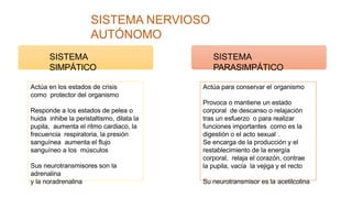 SISTEMA NERVIOSO
AUTÓNOMO
SISTEMA
SIMPÁTICO
SISTEMA
PARASIMPÁTICO
Actúa en los estados de crisis
como protector del organismo
Responde a los estados de pelea o
huida inhibe la peristaltismo, dilata la
pupila, aumenta el ritmo cardiaco, la
frecuencia respiratoria, la presión
sanguínea aumenta el flujo
sanguíneo a los músculos
Sus neurotransmisores son la
adrenalina
y la noradrenalina
Actúa para conservar el organismo
Provoca o mantiene un estado
corporal de descanso o relajación
tras un esfuerzo o para realizar
funciones importantes como es la
digestión o el acto sexual .
Se encarga de la producción y el
restablecimiento de la energía
corporal, relaja el corazón, contrae
la pupila, vacía la vejiga y el recto
Su neurotransmisor es la acetilcolina
 
