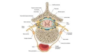Apófisis espinosa
Piamadre
Medula espinal
Lamina ósea
Espacio subaracnoideo
Duramadre
Aracnoides
Aracnoides espacioextradural
Raíz
dorsal
Nervio radicular
Rama
dorsal
Rama ventral
Ganglio simpático
Aorta
Plexo prevertebral
Ganglio
prevertebral
(simpático)
Cuerpo de la vertebra
Raíz ventral
Componente
s viscerales
 