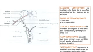 GANGLIOS VERTEBRALES se
localizan a lo largo de la superficie
ventrolateral de los cuerpos de las
vertebras
FIBRAS INTERGANGLIONARES
constituyen
el tronco simpático
GANGLIOS PREVERTEBRALES se
localizan a lo largo de la aorta en su
cara ventrolateral y forman plexos
entre ellos
RAMA COMUNICANTE conexión
que existe entre un nervio somático
con el ganglio adyacente del
sistema simpático
SISTEMA ENTÉRICO comprende la
totalidad de redes y ganglios que se
 