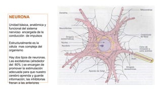 NEURONA
Unidad básica, anatómica y
funcional del sistema
nervioso encargada de la
conducción de impulsos
Estructuralmente es la
célula mas compleja del
organismo
Hay dos tipos de neuronas.
Las excitatorias (alrededor
del 80% ) se encargan de
promover la estimulación
adecuada para que nuestro
cerebro aprenda y guarde
información; las inhibitorias
frenan a las anteriores
 