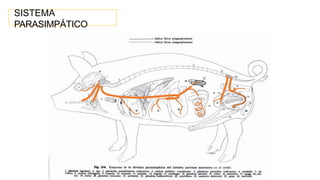 SISTEMA
PARASIMPÁTICO
 
