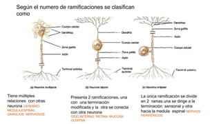 Según el numero de ramificaciones se clasifican
como
La única ramificación se divide
en 2 ramas una se dirige a la
terminación sensorial y otra
hacia la medula espinal NERVIOS
PERIFÉRICOS
Presenta 2 ramificaciones, una
con una terminación
modificada y la otra se conecta
con otra neurona
OÍDO INTERNO, RETINA, MUCOSA
OLFATIVA
Tiene múltiples
relaciones con otras
neurona CEREBRO,
MEDULA ESPINAL,
GANGLIOS NERVIOSOS
 