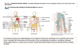 Los dolores causaos por enfermedades en los órganos internos son percibidos en la superficie del cuerpo
como resultado del intercambio de información en las vías aferentes viscerales y somáticas cutáneas.
Cada órgano tiene su propia zona en la piel. Al estimular determinados puntos es posible aliviar el estado
de dolor
 