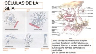 CÉLULAS DE LA
GLÍA
FORMAN LA VAINA DE
MIELINA
DEFEN
SA
REVESTIMIEN
TO
ALIMENTACI
ÓN
SOST
ÉN
Junto con las neuronas forman el tejido
nervioso Colaboran con la traducción de
impulsos Forman la barrera hematocéfalica
En el sistema nervioso periférico son
sustituidas
por las células de Schwan
 