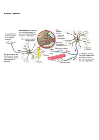 impulso nervioso.
 