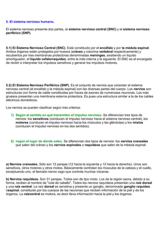 5. El sistema nervioso humano.

El sistema nervioso presenta dos partes, el sistema nervioso central (SNC) y el sistema nervioso
periférico (SNP).



5.1) El Sistema Nervioso Central (SNC). Está constituido por el encéfalo y por la médula espinal.
Ambos órganos están protegidos por huesos (cráneo y columna vertebral respectivamente) y
recubiertos por tres membranas protectoras denominadas meninges, existiendo un líquido
amortiguador, el líquido cefalorraquídeo, entre la más interna y la siguiente. El SNC es el encargado
de recibir e interpretar los impulsos sensitivos y generar los impulsos motores.




5.2) El Sistema Nervioso Periférico (SNP). Es el conjunto de nervios que conectan el sistema
nervioso central (el encéfalo y la médula espinal) con las diversas partes del cuerpo. Los nervios son
estructuras con forma de cable constituidas por haces de axones de numerosas neuronas. Los más
gruesos presentan una membrana externa protectora. Es pues una estructura similar a la de los cables
eléctricos domésticos.

Los nervios se pueden clasificar según tres criterios:

   1) Según el sentido en qué transmiten el impulso nervioso. Se diferencian tres tipos de
      nervios: los sensitivos (conducen el impulso nervioso hacia el sistema nervioso central), los
      motores (conducen el impulso nervioso hacia los músculos y las glándulas) y los mixtos
      (conducen el impulso nervioso en los dos sentidos).



   2) Según el lugar de dónde salen. Se diferencian dos tipos de nervios: los nervios craneales
      que salen del cráneo y los nervios espinales o raquídeos que salen de la médula espinal:




a) Nervios craneales. Sólo son 12 parejas (12 hacia la izquierda y 12 hacia la derecha). Unos son
sensitivos, otros motores y otros mixtos. Básicamente controlan los músculos de la cabeza y el cuello,
exceptuando uno, el llamado nervio vago que controla muchas vísceras.

b) Nervios raquídeos. Son 31 parejas. Todos son de tipo mixto. Los de la región sacra, debido a su
forma, reciben el nombre de "cola de caballo". Todos los nervios raquídeos presentan una raíz dorsal
y una raíz ventral. La raíz dorsal es sensitiva y presenta un ganglio, denominado ganglio raquídeo
oespinal, constituido por los cuerpos de las neuronas que reciben información de la piel y de los
órganos. La raízventral es motora, es decir lleva información hacia la piel y los órganos.
 