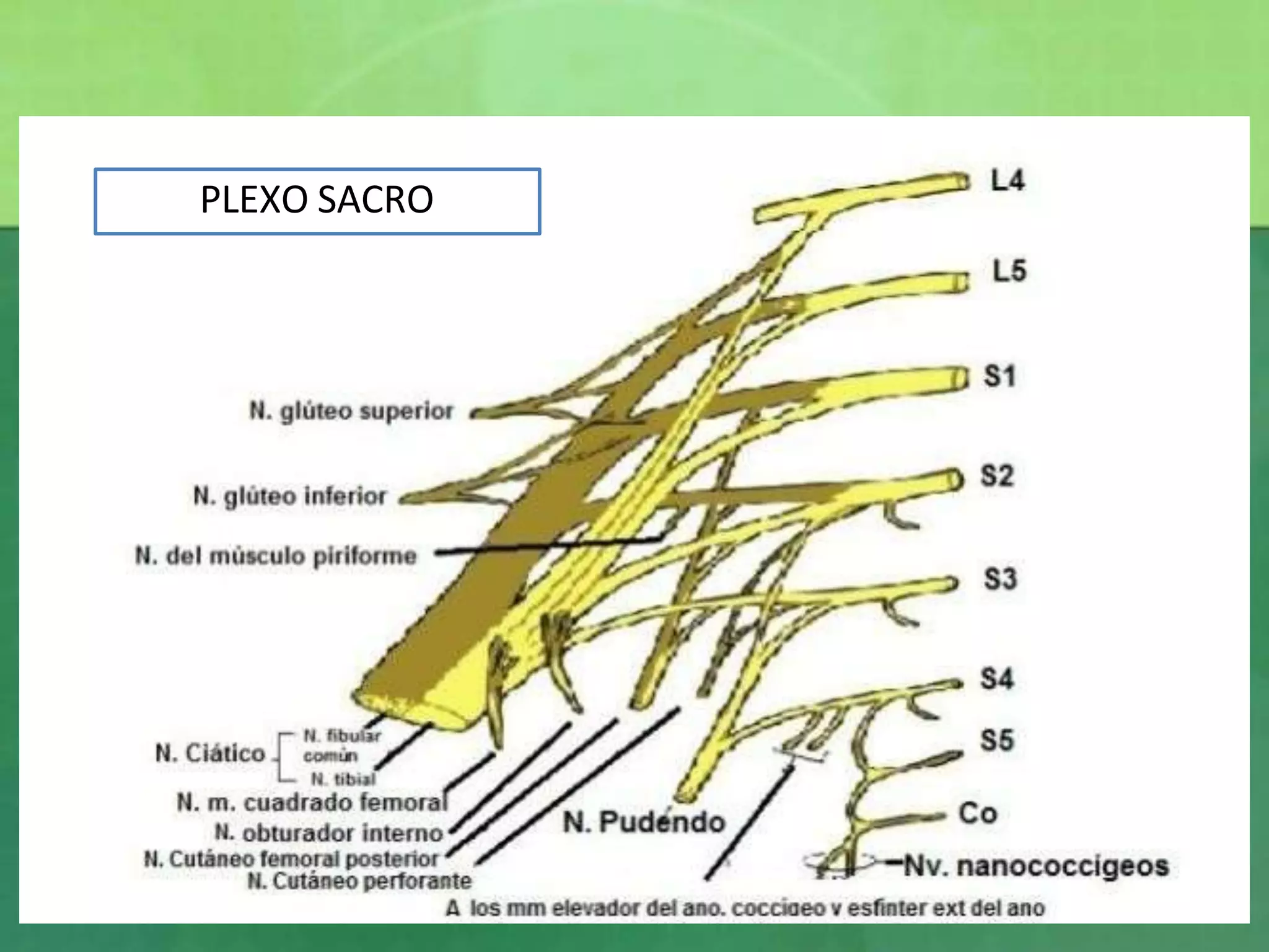 Plexos NERVIOS RAQUÍDEOS Y PLEXOS NERVIOSOS.pptx