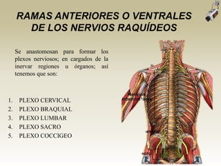 RAMAS ANTERIORES O VENTRALES
DE LOS NERVIOS RAQUÍDEOS
Se anastomosan para formar los
plexos nerviosos; en cargados de la
inervar regiones u órganos; así
tenemos que son:
1. PLEXO CERVICAL
2. PLEXO BRAQUIAL
3. PLEXO LUMBAR
4. PLEXO SACRO
5. PLEXO COCCIGEO
 