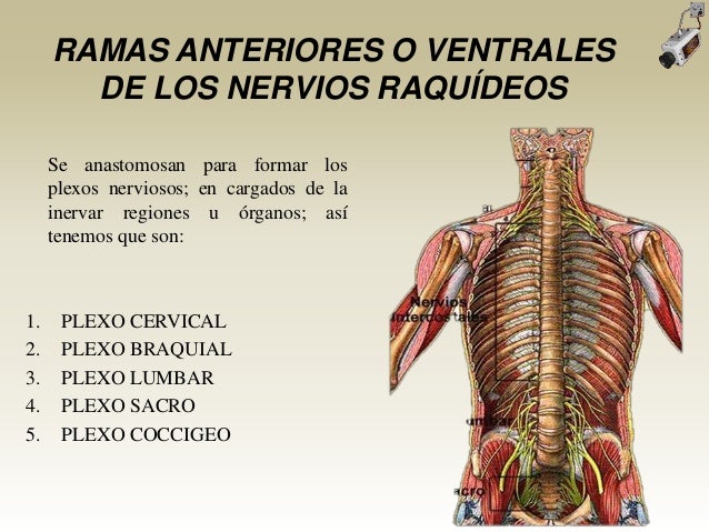 Cuales Son Los 31 Pares Raquideos es.slideshare.net