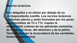 Nervios torácicos 
Son delgados y se sitúan por debajo de su 
correspondiente costilla. Los nervios torácicos 
no forman plexos y están formados por los pares 
comprendidos de T2 a T12. Captan la 
sensibilidad cutánea de las glándulas mamarias, 
de la piel del tórax, del abdomen y de la pelvis. 
También inervan la musculatura de las cavidades 
torácica y abdominal. 
 