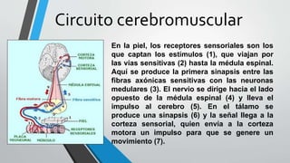 Circuito cerebromuscular 
En la piel, los receptores sensoriales son los 
que captan los estímulos (1), que viajan por 
las vías sensitivas (2) hasta la médula espinal. 
Aquí se produce la primera sinapsis entre las 
fibras axónicas sensitivas con las neuronas 
medulares (3). El nervio se dirige hacia el lado 
opuesto de la médula espinal (4) y lleva el 
impulso al cerebro (5). En el tálamo se 
produce una sinapsis (6) y la señal llega a la 
corteza sensorial, quien envía a la corteza 
motora un impulso para que se genere un 
movimiento (7). 
 