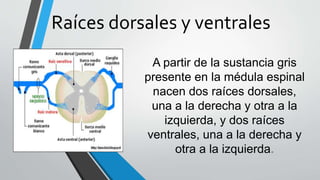 Raíces dorsales y ventrales 
A partir de la sustancia gris 
presente en la médula espinal 
nacen dos raíces dorsales, 
una a la derecha y otra a la 
izquierda, y dos raíces 
ventrales, una a la derecha y 
otra a la izquierda. 
 