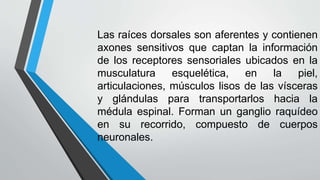 Las raíces dorsales son aferentes y contienen 
axones sensitivos que captan la información 
de los receptores sensoriales ubicados en la 
musculatura esquelética, en la piel, 
articulaciones, músculos lisos de las vísceras 
y glándulas para transportarlos hacia la 
médula espinal. Forman un ganglio raquídeo 
en su recorrido, compuesto de cuerpos 
neuronales. 
 