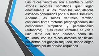 Las raíces ventrales son eferentes y llevan 
axones motores somáticos que llegan 
directamente a los músculos esqueléticos 
estriados gobernados por el sistema somático. 
Además, las raíces ventrales también 
contienen fibras motoras preganglionares del 
componente simpático y parasimpático 
(autónomo). Estas raíces ventrales se van a 
unir, tanto del lado derecho como del 
izquierdo, con las raíces dorsales sensitivas, 
por detrás del ganglio raquídeo, dando origen 
así a cada par de nervios raquídeos. 
 