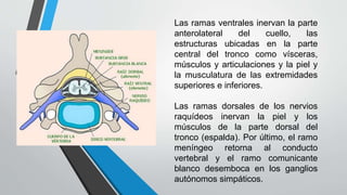Las ramas ventrales inervan la parte 
anterolateral del cuello, las 
estructuras ubicadas en la parte 
central del tronco como vísceras, 
músculos y articulaciones y la piel y 
la musculatura de las extremidades 
superiores e inferiores. 
Las ramas dorsales de los nervios 
raquídeos inervan la piel y los 
músculos de la parte dorsal del 
tronco (espalda). Por último, el ramo 
meníngeo retorna al conducto 
vertebral y el ramo comunicante 
blanco desemboca en los ganglios 
autónomos simpáticos. 
 