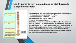 Los 31 pares de nervios raquídeos se distribuyen de 
la siguiente manera: 
-8 pares de nervios cervicales, que se nombran como C1 a C8. 
-12 pares de nervios torácicos, T1 a T12. 
-5 pares de nervios lumbares, L1 a L5. 
-5 pares de nervios sacros, S1 a S5. 
-1 par de nervios coccígeos. 
Los últimos pares nerviosos forman filamentos denominados 
cola de caballo . Las ramas ventrales de los nervios espinales, 
con excepción de T2 a T12, se conectan entre sí dando lugar a 
la formación de plexos nerviosos, cuya finalidad es generan 
nervios más complejos para la inervación de estructuras 
como el hombro o las extremidades. Entre los plexos están el 
cervical, el braquial, el lumbar y el sacro. 
 