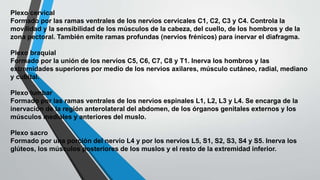 Plexo cervical 
Formado por las ramas ventrales de los nervios cervicales C1, C2, C3 y C4. Controla la 
movilidad y la sensibilidad de los músculos de la cabeza, del cuello, de los hombros y de la 
zona pectoral. También emite ramas profundas (nervios frénicos) para inervar el diafragma. 
Plexo braquial 
Formado por la unión de los nervios C5, C6, C7, C8 y T1. Inerva los hombros y las 
extremidades superiores por medio de los nervios axilares, músculo cutáneo, radial, mediano 
y cubital. 
Plexo lumbar 
Formado por las ramas ventrales de los nervios espinales L1, L2, L3 y L4. Se encarga de la 
inervación de la región anterolateral del abdomen, de los órganos genitales externos y los 
músculos mediales y anteriores del muslo. 
Plexo sacro 
Formado por una porción del nervio L4 y por los nervios L5, S1, S2, S3, S4 y S5. Inerva los 
glúteos, los músculos posteriores de los muslos y el resto de la extremidad inferior. 
 