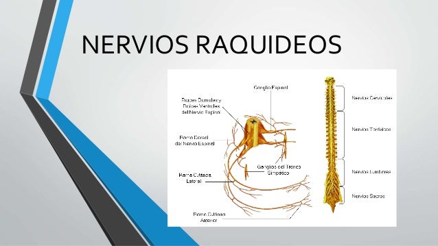 Cuales Son Los 31 Pares Raquideos es.slideshare.net