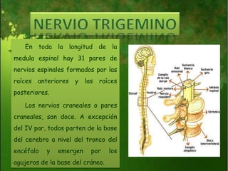 NERVIO TRIGEMINO En toda la longitud de la medula espinal hay 31 pares de nervios espinales formados por las raíces anteriores y las raíces posteriores.  Los nervios craneales o pares craneales, son doce. A excepción del IV par, todos parten de la base del cerebro a nivel del tronco del encéfalo y emergen por los agujeros de la base del cráneo. 
