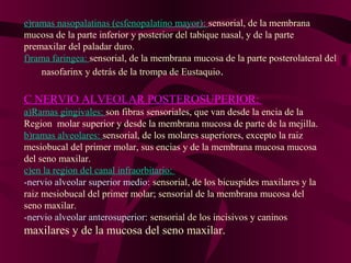 e)ramas nasopalatinas (esfenopalatino mayor): sensorial, de la membrana
mucosa de la parte inferior y posterior del tabique nasal, y de la parte
premaxilar del paladar duro.
f)rama faringea: sensorial, de la membrana mucosa de la parte posterolateral del
    nasofarinx y detrás de la trompa de Eustaquio .

C NERVIO ALVEOLAR POSTEROSUPERIOR:
a)Ramas gingivales: son fibras sensoriales, que van desde la encia de la
Region molar superior y desde la membrana mucosa de parte de la mejilla.
b)ramas alveolares: sensorial, de los molares superiores, excepto la raiz
mesiobucal del primer molar, sus encias y de la membrana mucosa mucosa
del seno maxilar.
c)en la region del canal infraorbitario:
-nervio alveolar superior medio: sensorial, de los bicuspides maxilares y la
raiz mesiobucal del primer molar; sensorial de la membrana mucosa del
seno maxilar.
-nervio alveolar anterosuperior: sensorial de los incisivos y caninos
maxilares y de la mucosa del seno maxilar.
 