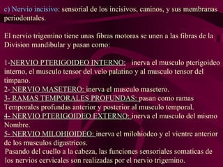 c) Nervio incisivo: sensorial de los incisivos, caninos, y sus membranas
periodontales.

El nervio trigemino tiene unas fibras motoras se unen a las fibras de la
Division mandibular y pasan como:

1-NERVIO PTERIGOIDEO INTERNO: inerva el musculo pterigoideo
interno, el musculo tensor del velo palatino y al musculo tensor del
timpano.
2- NERVIO MASETERO: inerva el musculo masetero.
3- RAMAS TEMPORALES PROFUNDAS: pasan como ramas
Temporales profundas anterior y posterior al musculo temporal.
4- NERVIO PTERIGOIDEO EXTERNO: inerva el musculo del mismo
Nombre.
5- NERVIO MILOHIOIDEO: inerva el milohiodeo y el vientre anterior
de los musculos digastricos.
Pasando del cuello a la cabeza, las funciones sensoriales somaticas de
los nervios cervicales son realizadas por el nervio trigemino.
 