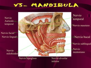 Nervio
   Nervio                                              temporal
   Auriculo
   temporal
                                                       Nervio masetero

Nervio facial
Nervio lingual                                          Nervio bucal

                                                       Nervio sublingual

                                                       Nervio
     Nervio
                                                       mentoniano
     milohiodeo
                  Nervio hipogloso   Nervio alveolar
                                     inferior
 