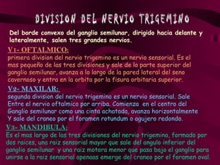 Del borde convexo del ganglio semilunar, dirigido hacia delante y
 lateralmente, salen tres grandes nervios.
V1- OFTALMICO:
primera division del nervio trigemino es un nervio sensorial. Es el
mas pequeño de las tres divisiones y sale de la parte superior del
ganglio semilunar, avanza a lo largo de la pared lateral del seno
cavernoso y entra en la orbita por la fisura orbitaria superior.
V2- MAXILAR:
segunda division del nervio trigemino es un nervio sensorial. Sale
Entre el nervio oftalmico por arriba. Comienza en el centro del
Ganglio semilunar como una cinta achatada, avanza horizontalmente
Y sale del craneo por el foramen rotundum o agujero redondo.
V3- MANDIBULA:
Es el mas largo de las tres divisiones del nervio trigemino, formado por
dos raices, una raiz sensorial mayor que sale del angulo inferior del
ganglio semilunar y una raiz motora menor que pasa bajo el ganglio para
unirse a la raiz sensorial apenaas emerge del craneo por el foramen oval.
 