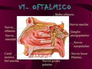 Bulbo olfatorio


                                   Nervio maxilar
Nervio
olfatorio                           Ganglio
Nervio                              pterigopalatino
etmoidal
                                      Nervio
                                      nasopalatino

Canal                               Nervio lesser
incisivo                            Palatino.
Del maxilar   Nervio greater
              palatino
 